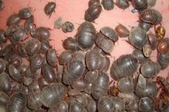 ��Ԫ��ʳ�÷�������Щ ��Ԫ��ʳ�ü�ֵ