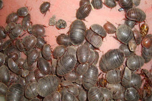 土元的食用方法 土元的食用价值