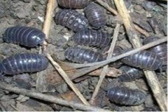 �󸾳�Ĺ�Ч��������ʲô �󸾳�ĸ�����