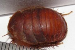 ��Ԫ�Ĺ�Ч������ ��Ԫ���Կ�������