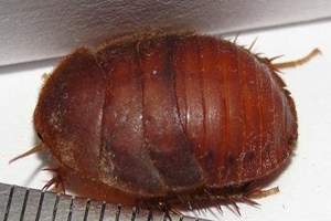 土元的功效与作用