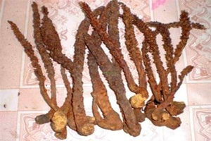 �е��Ĺ�Ч������