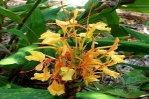 仙茅的功效与作用