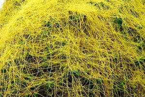 菟丝子的功效与作用