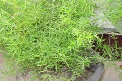 ���Ŷ��Ĺ�Ч������ ���Ŷ����÷�