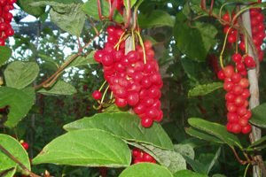 五味子的功效与作用