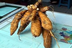 ���εĸ�������ʲô ���ε�Ӫ����ֵ