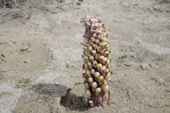 �����صĹ�Ч������ �����ؿ�˥����