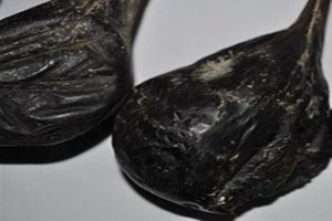 熊胆的功效与作用