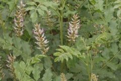 �ʲݵĸ�������ʲô �ʲݵĹ�Ч