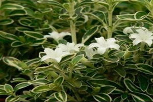 ��ݵĹ�Ч������