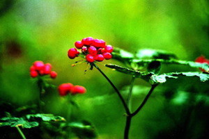 ���ߵĹ�Ч������