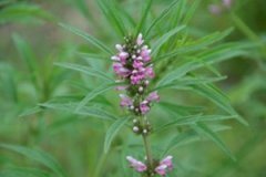 ��ĸ�ݵĹ�Ч�������Լ�ʳ�÷���