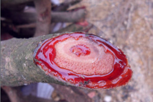 ��Ѫ�ٵĸ�����