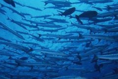 ����͵ĸ������Լ�������ʲô