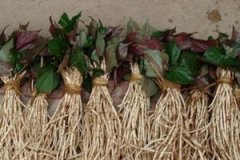 ���ȲݵĹ�Ч��������ʲô ���Ȳݿ���������