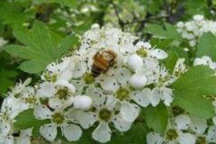 �󻱷��۵������빦Ч��ʲô