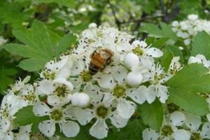 �󻱷��۵������빦Ч