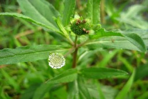 �����ݵĹ�Ч������