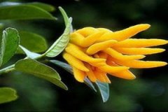 ���ָ̾��͵Ĺ�Ч�����ö�����Щ