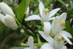 �Ȼ����͵Ĺ�Ч������ �Ȼ����͵�ע������