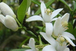 橙花精油的功效与作用