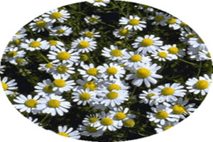 洋甘菊精油的作用