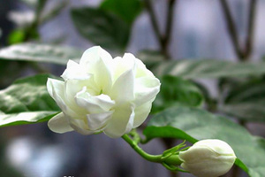 茉莉精油的功效与作用