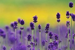 ޹�²ݾ��͵Ĺ�Ч�����ü�ע������