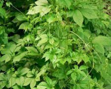 �ʹ����Ĺ�Ч������ �ʹ�����ʲô��Ч