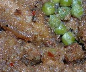 �㶹������