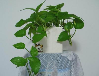 室内花卉盆景特点有哪些 各自有什么寓意