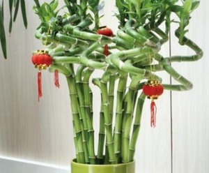 客厅放什么植物 哪些植物适合放客厅