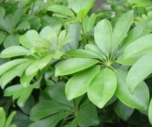 客厅放什么植物 哪些植物适合放客厅