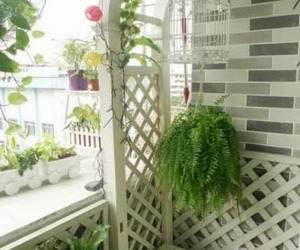 阳台适合摆放什么植物