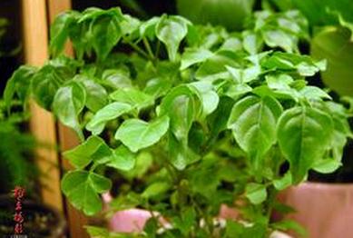 �Ҹ�����Ҿӷ��Ĵ��� �Ҹ�����δ������