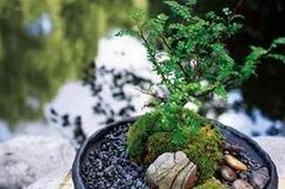 ����ľ����ֳ���� ��ֳ����ľ��ע��ʲô