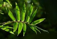 ��β�����ֳ���� ��ô��ֳ��β��
