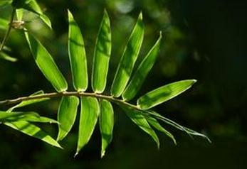 ��β�����ֳ���� ��ô��ֳ��β��