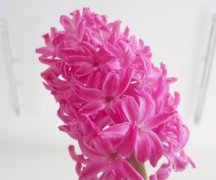 �����ӵ���ֳ���� ��ô��ֳ������