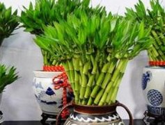 ���������ֳ������ע���������