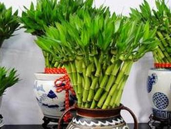 富贵竹的养殖方法和注意事项介绍