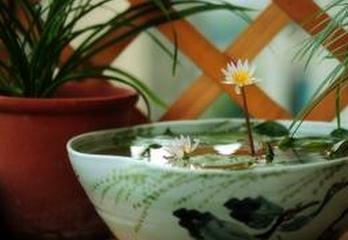 ������ֲ���� ������ô��ֳ