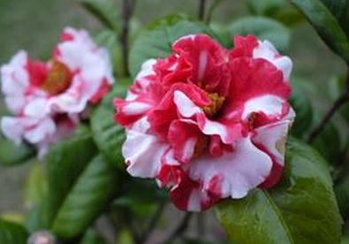 茶花的养殖方法详细介绍 怎么养殖茶花