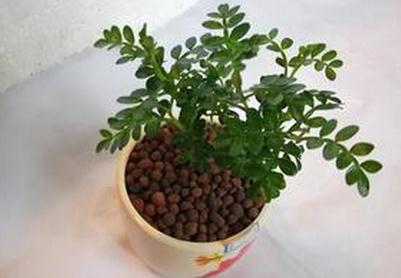 清香木掉叶子是什么原因 清香木养殖方法介绍