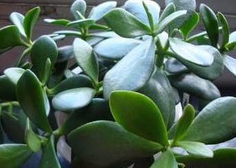 ������ô���ȽϺ� ��������ֳ��������