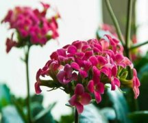 ���ٻ�����ֳ���� �����ֳ���ٻ�