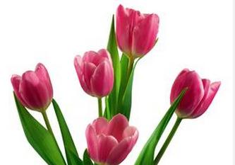 郁金香的象征意义是什么 郁金香介绍