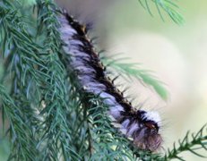 ��ë�没�ļ��ȴ�����������Щ