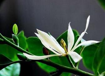 ����������ֳ���� �����ֳ������